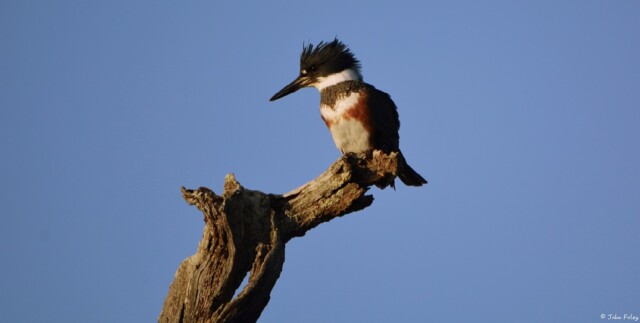t kingfisher the hollow places