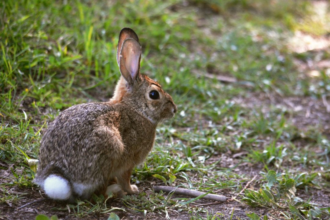 Saving the New England Cottontail Rabbit - Great Hollow
