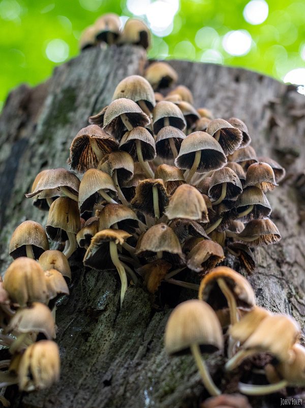 mushroom redux
